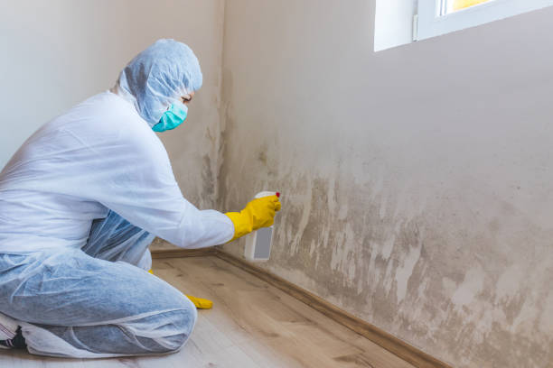 Licensed Attic Mold Remediation service in Sterling, CO - Car Mold Remediation