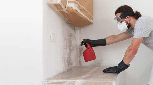 Professional Attic Mold Remediation technician working in Sterling, CO